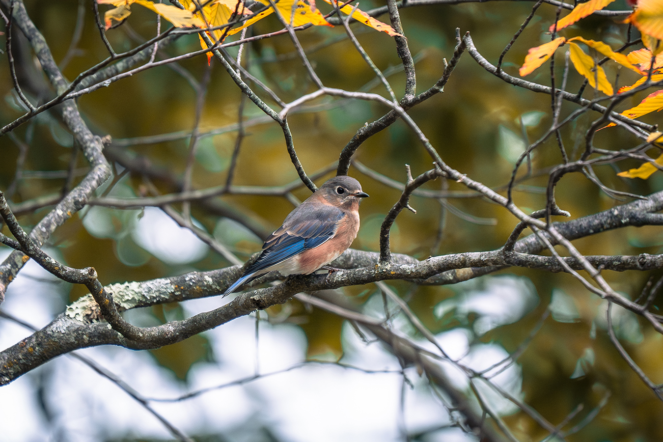 Eastern Bluebird