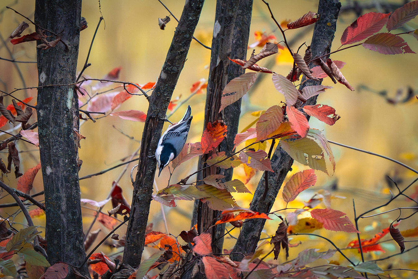 White-Breasted Nuthatch