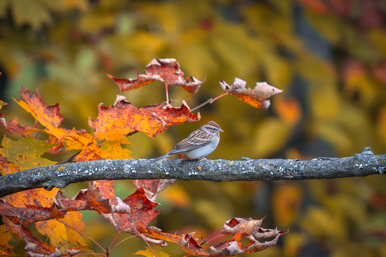 Chipping Sparrow