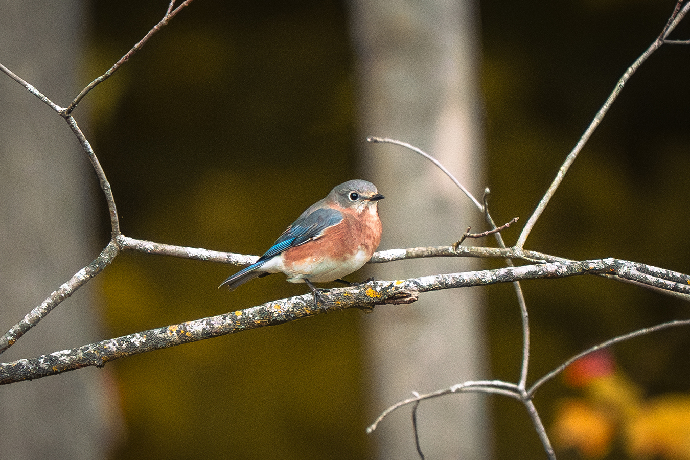 Eastern Bluebird