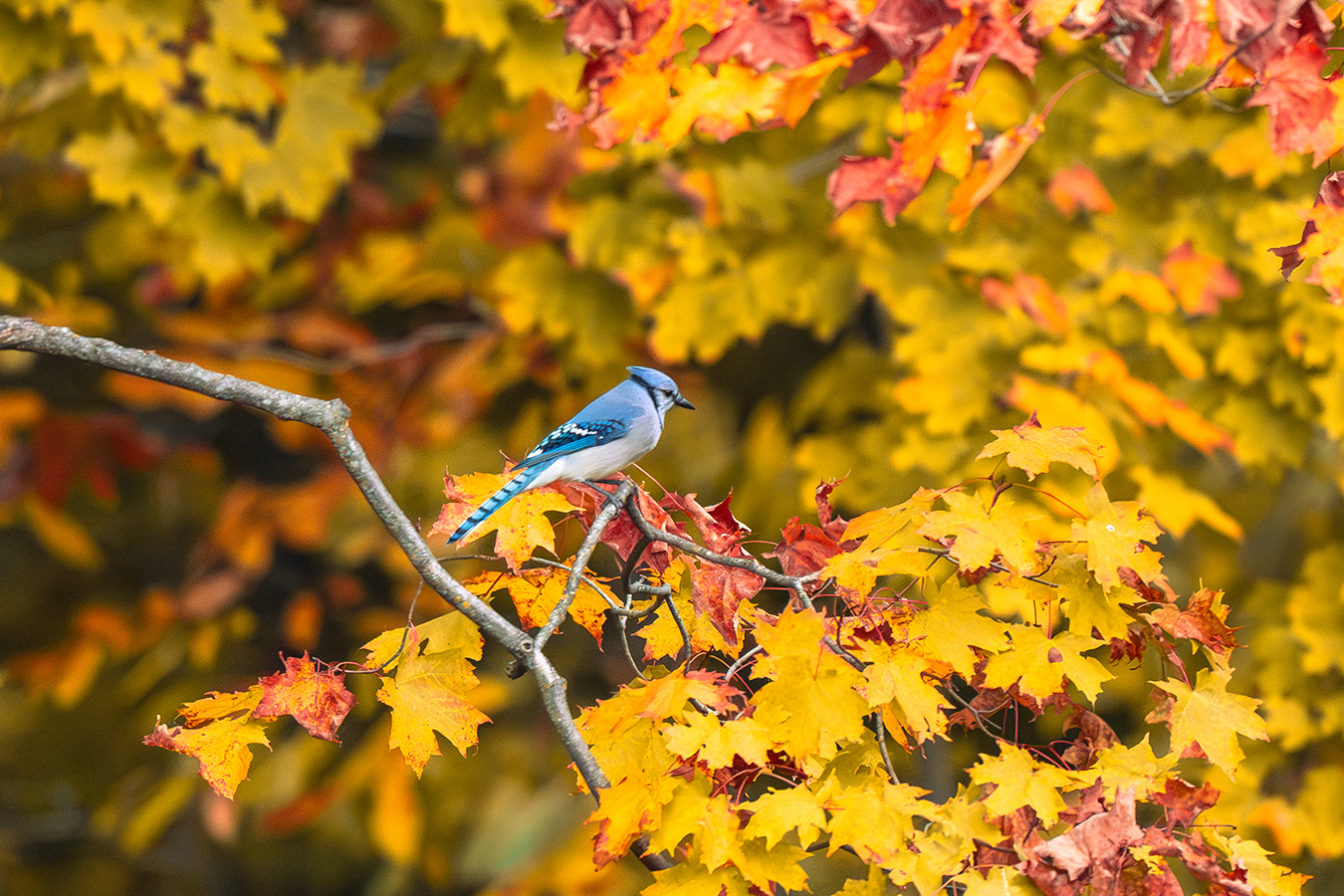 Blue Jay