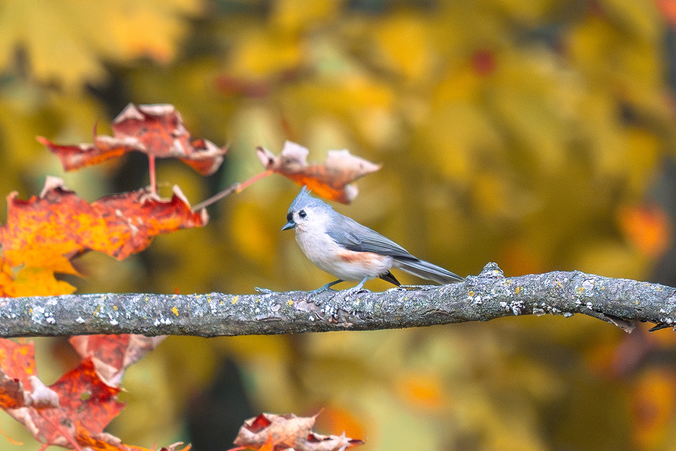 Tufted Titmouse