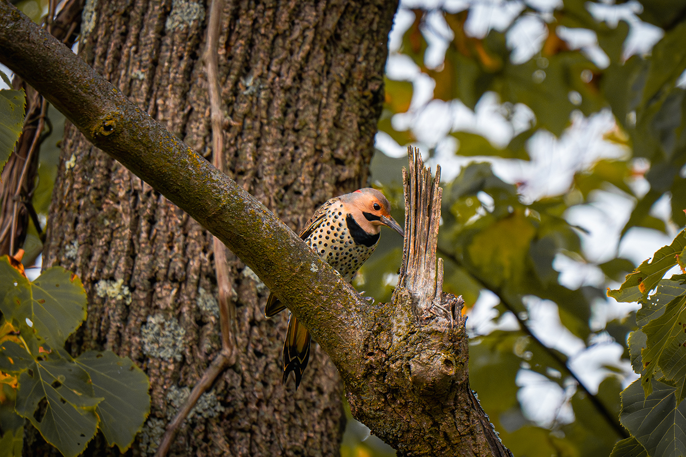 Northern Flicker