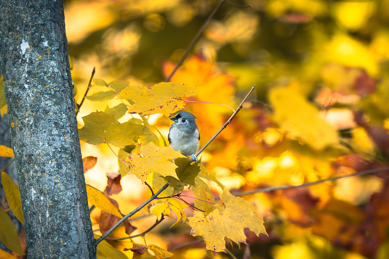 Tufted Titmouse