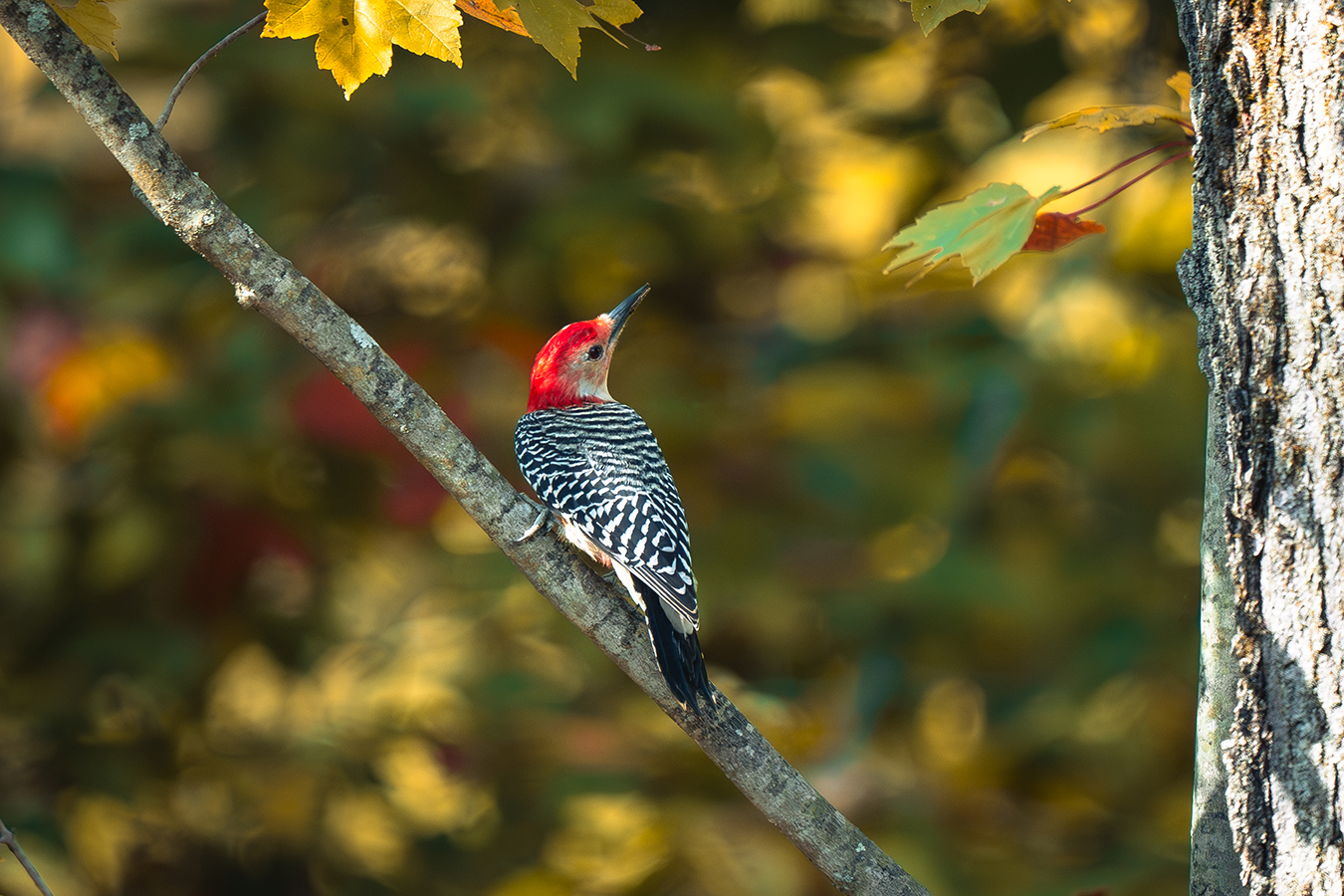 Red-bellied Woodpecker