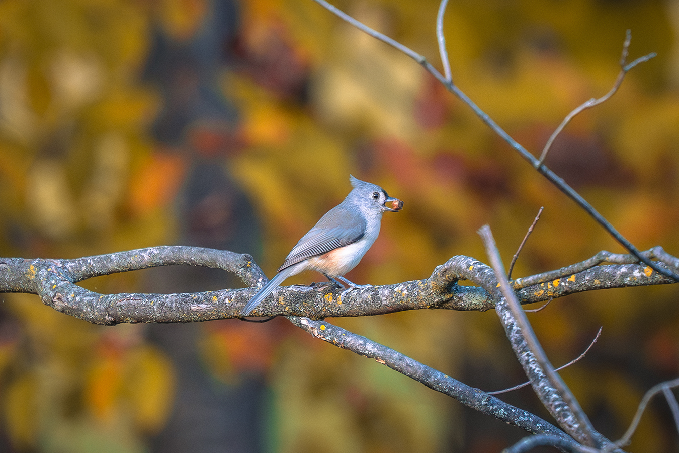 Tufted titmouse