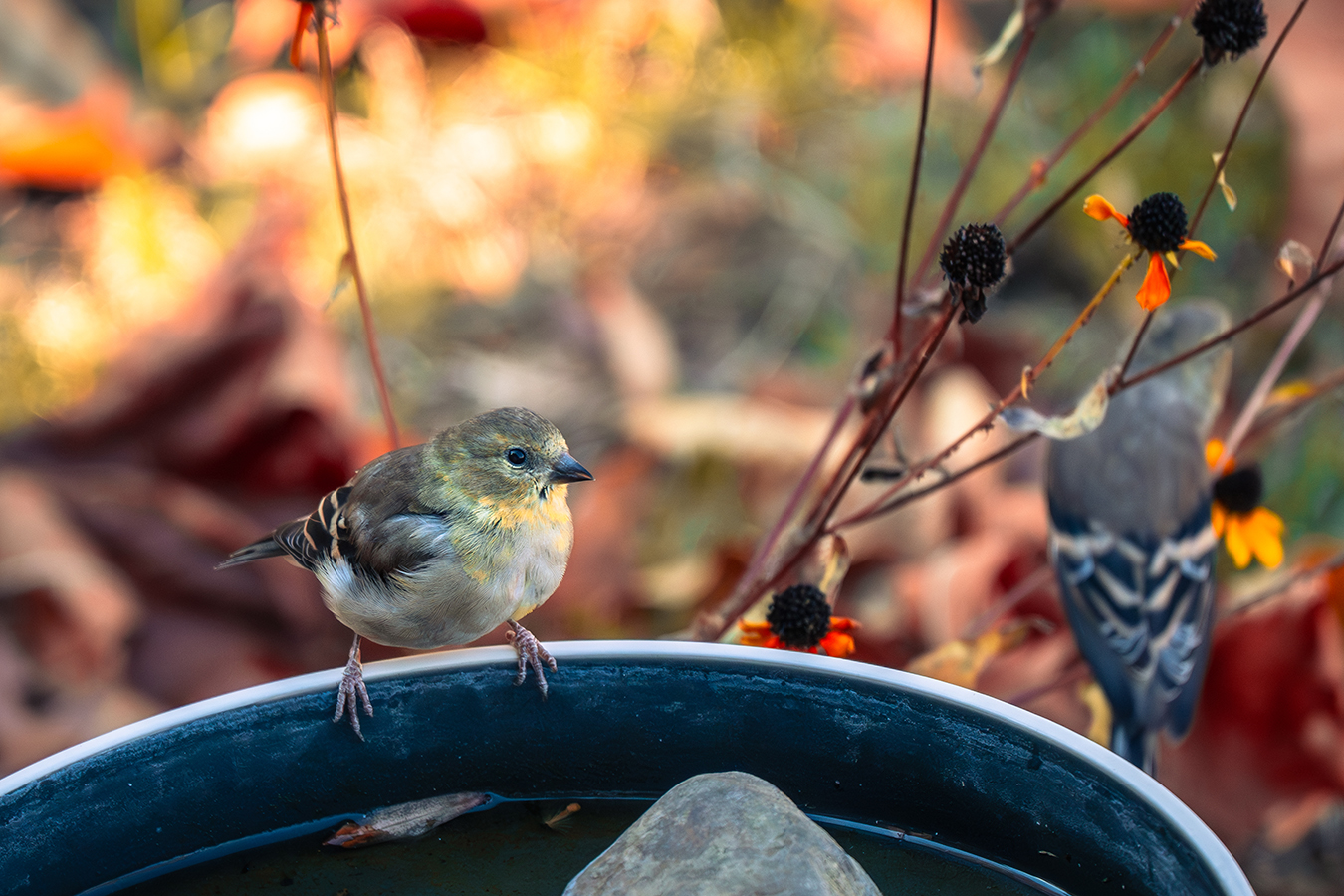 American Goldfinch