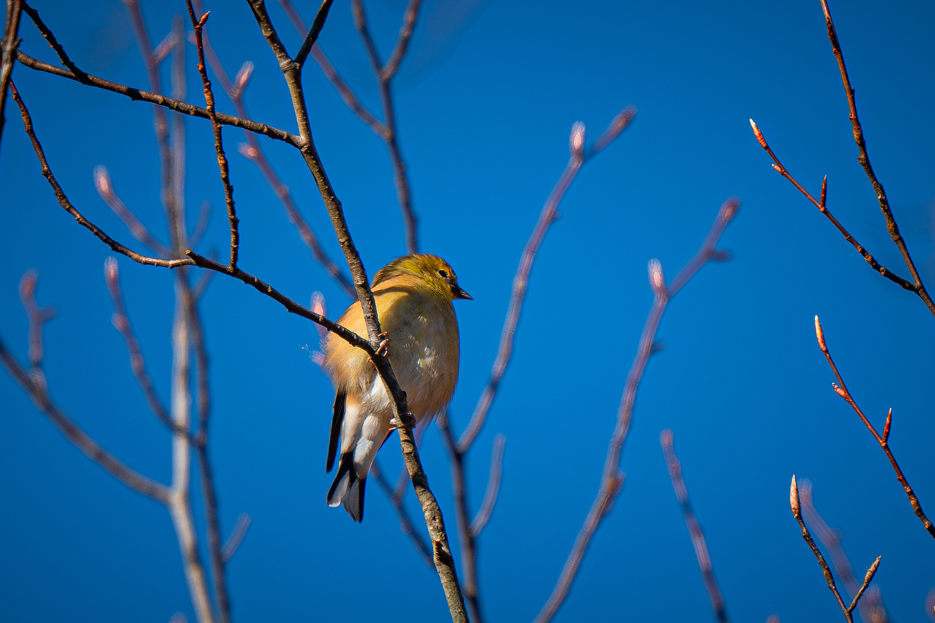 American Goldfinch