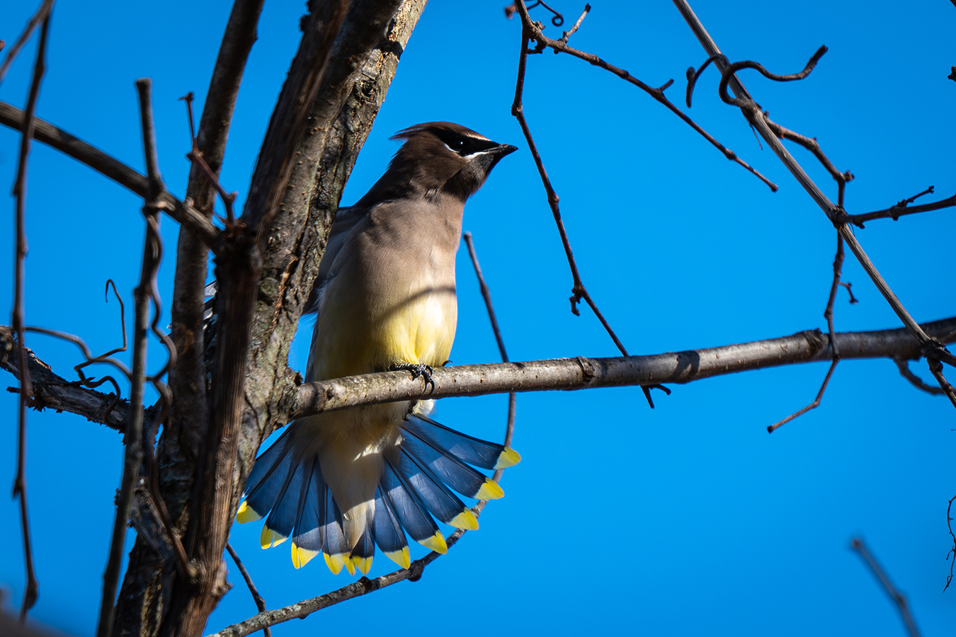 Cedar Waxwing