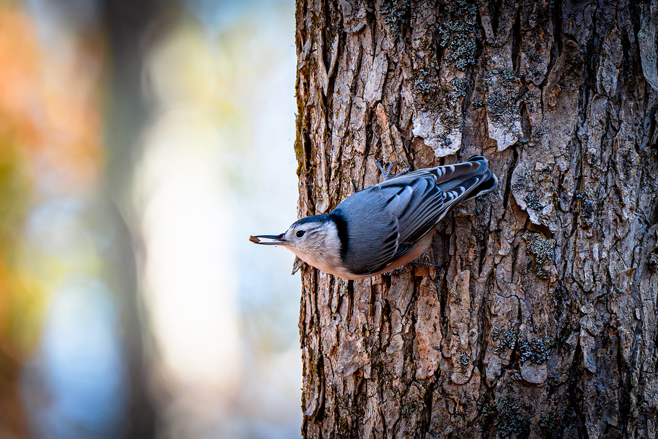 White-breasted Nuthatch