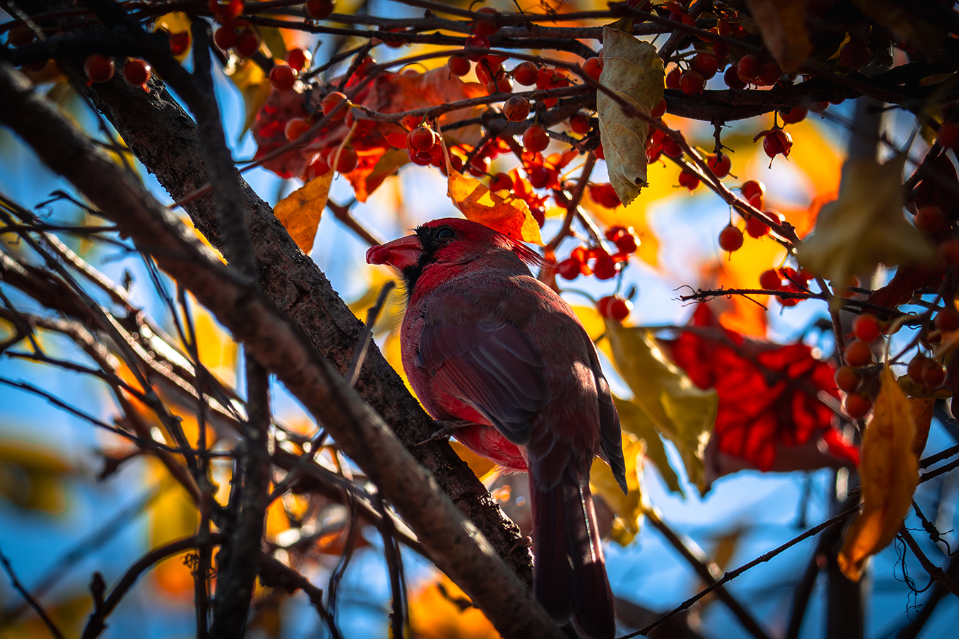 Northern Cardinal