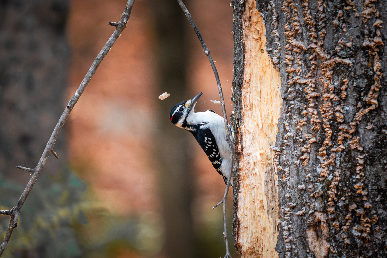 Downy Woodpecker