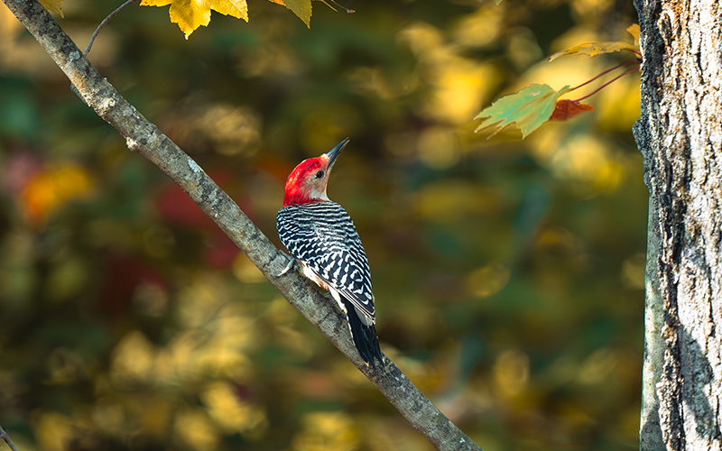 October Birds