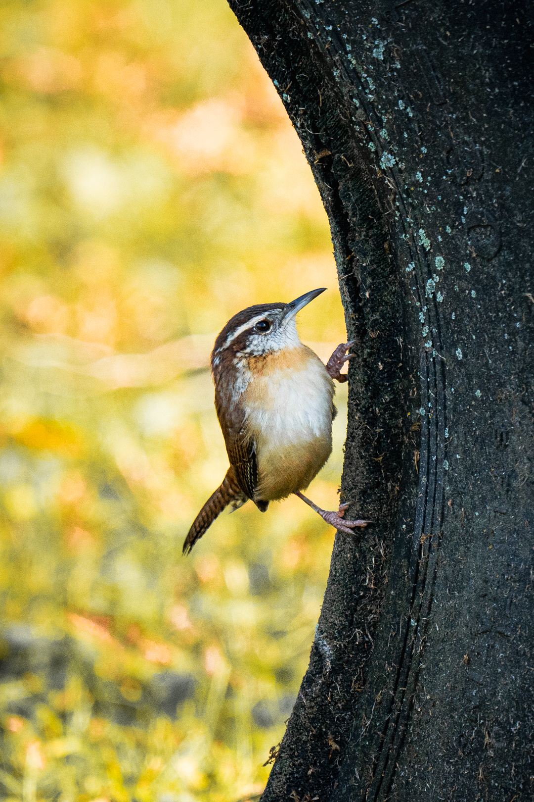 Carolina Wren