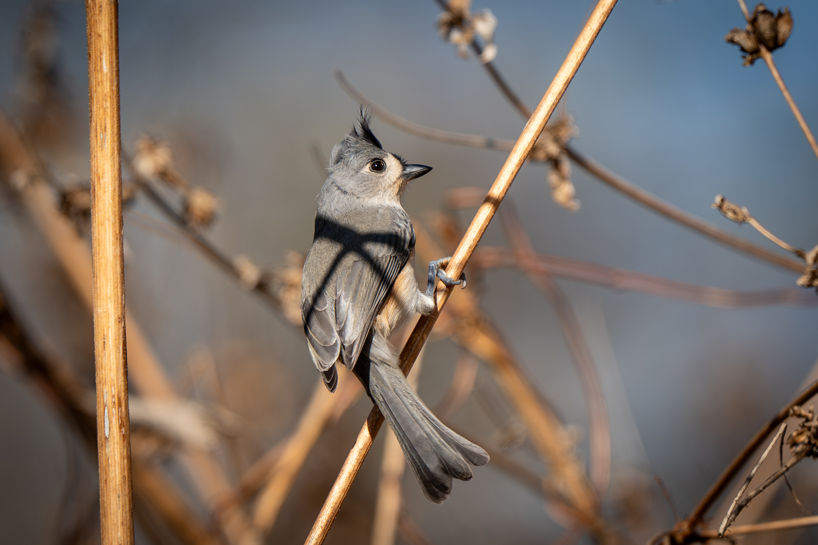 Tufted Titmouse