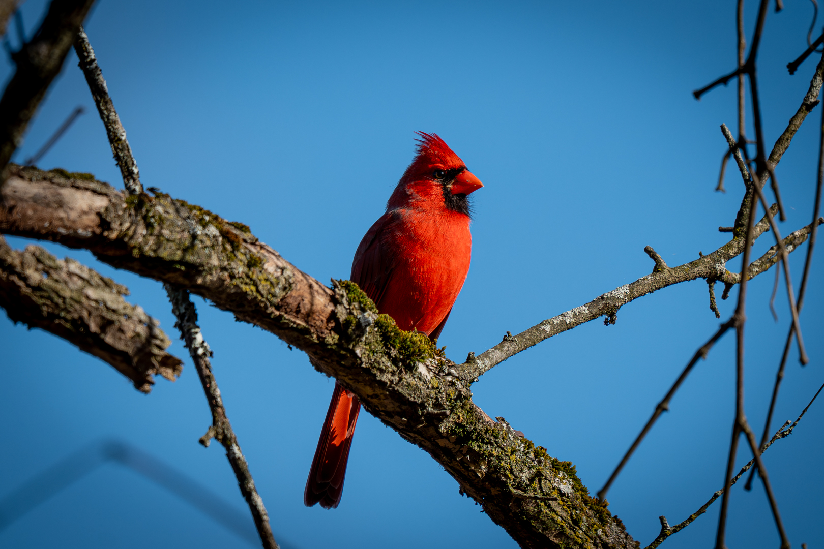 Northern Cardinal