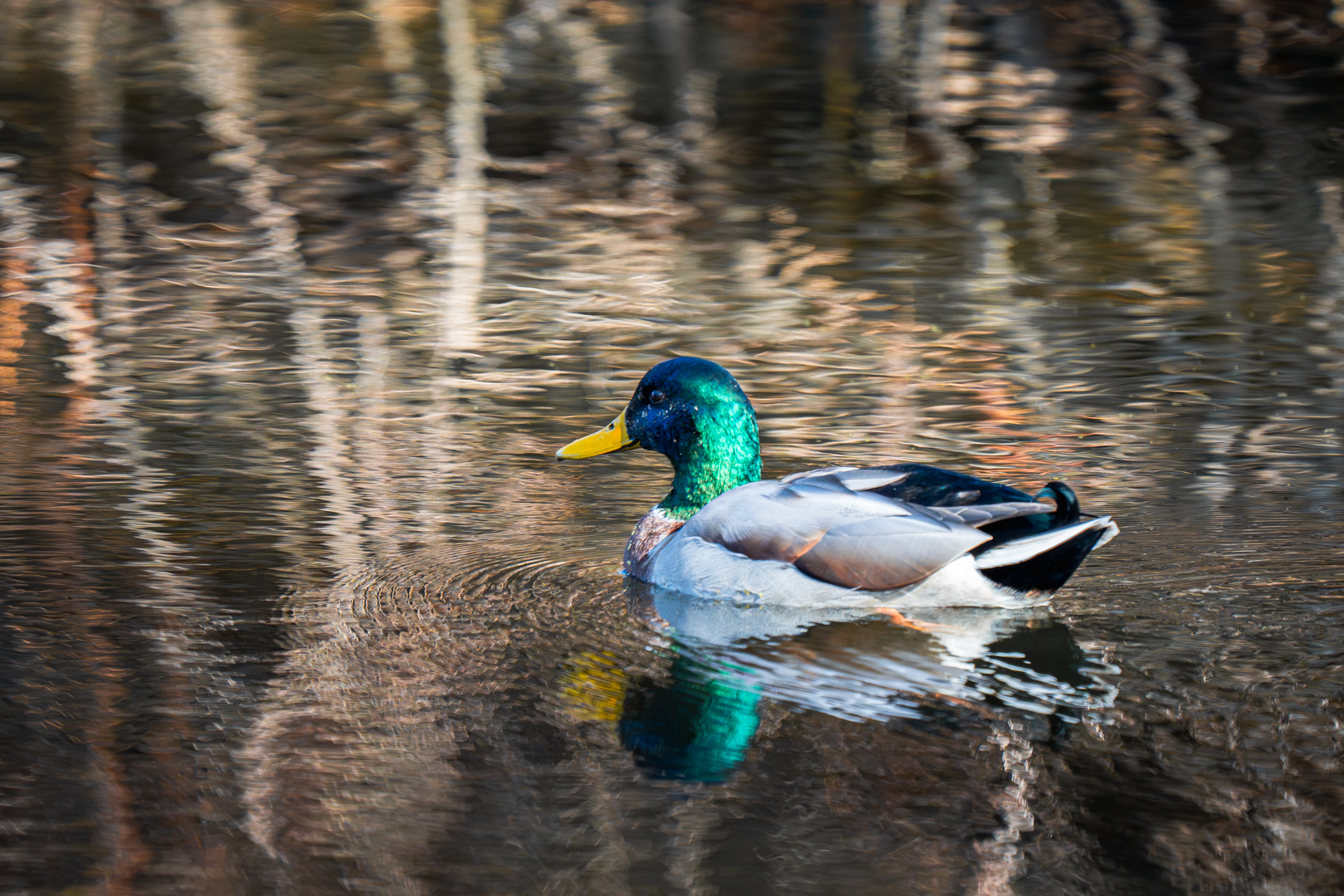 Mallard