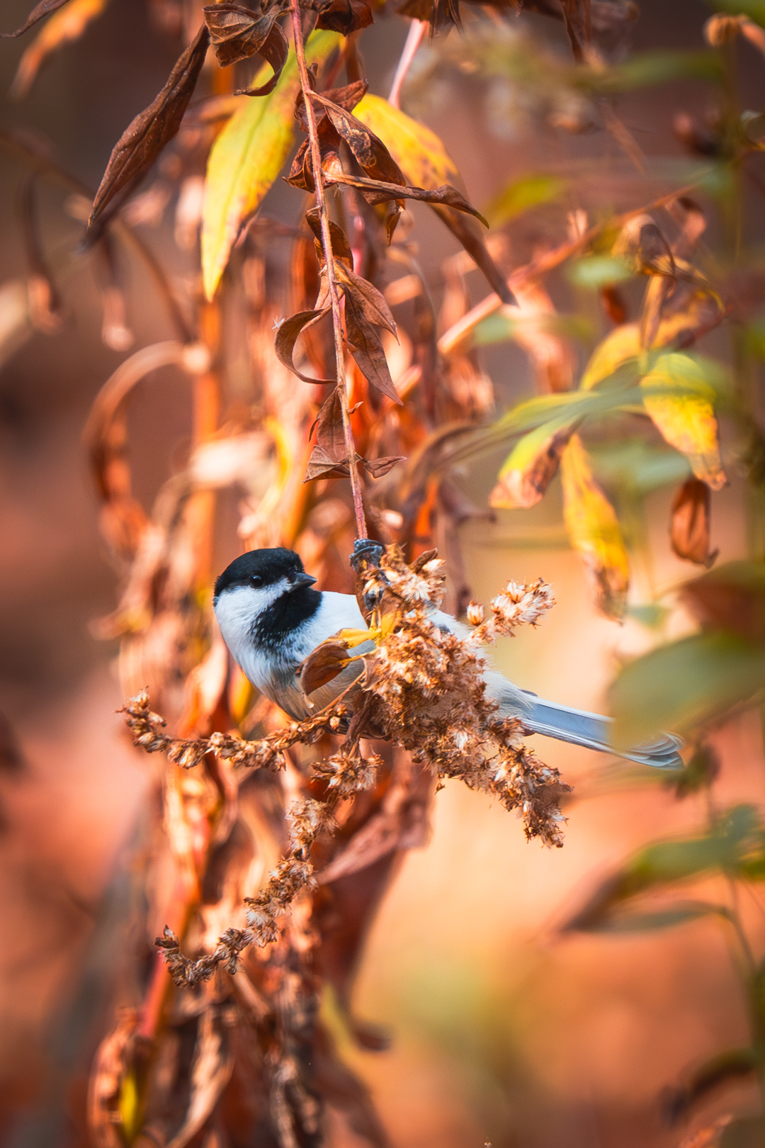 Black-capped chickadee