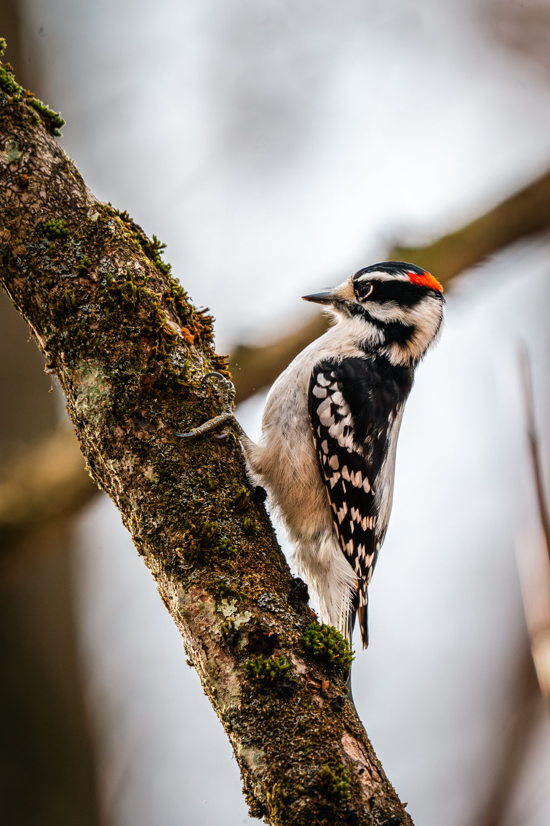 Downy Woodpecker