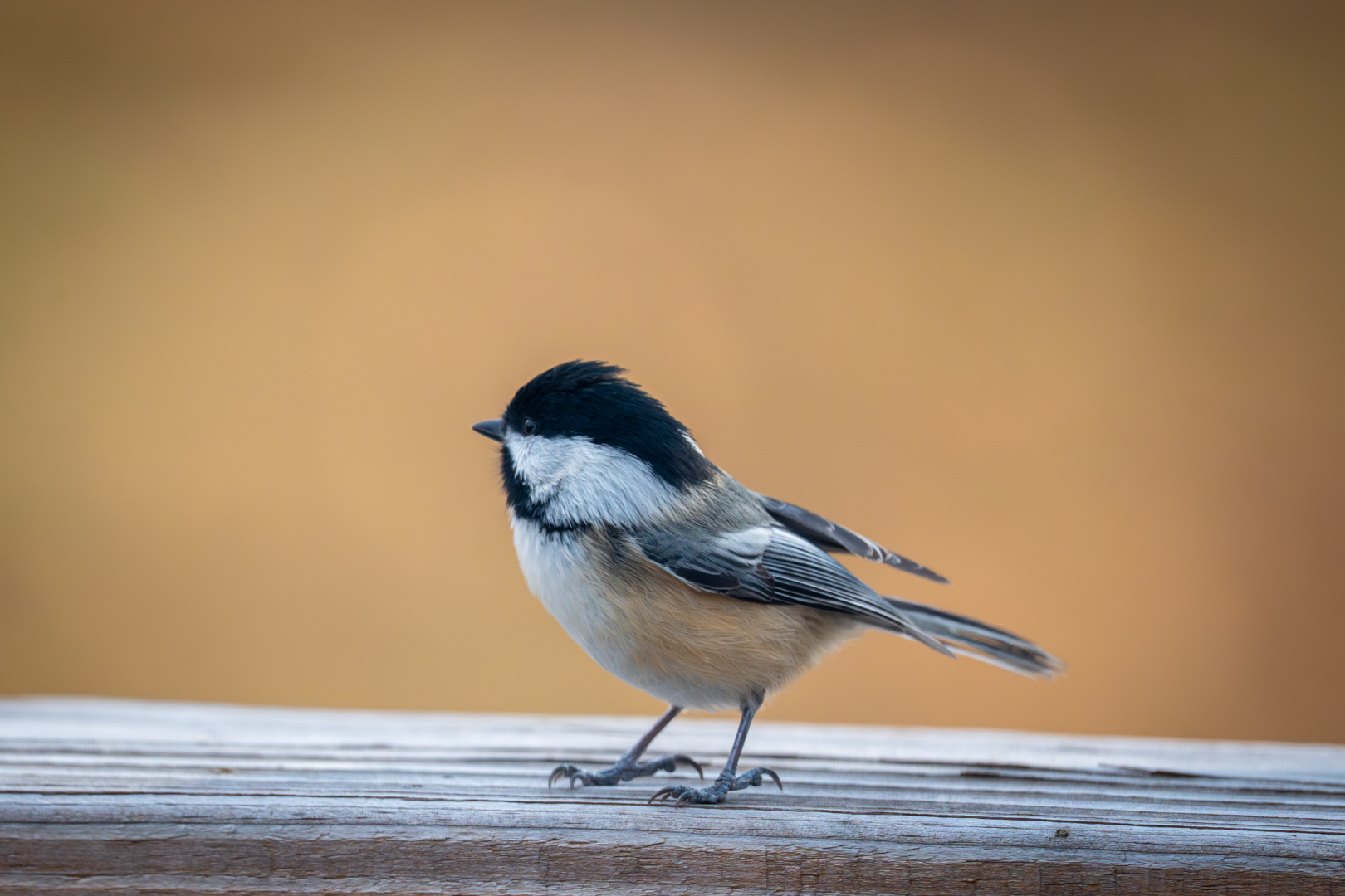 Black-capped chickadee