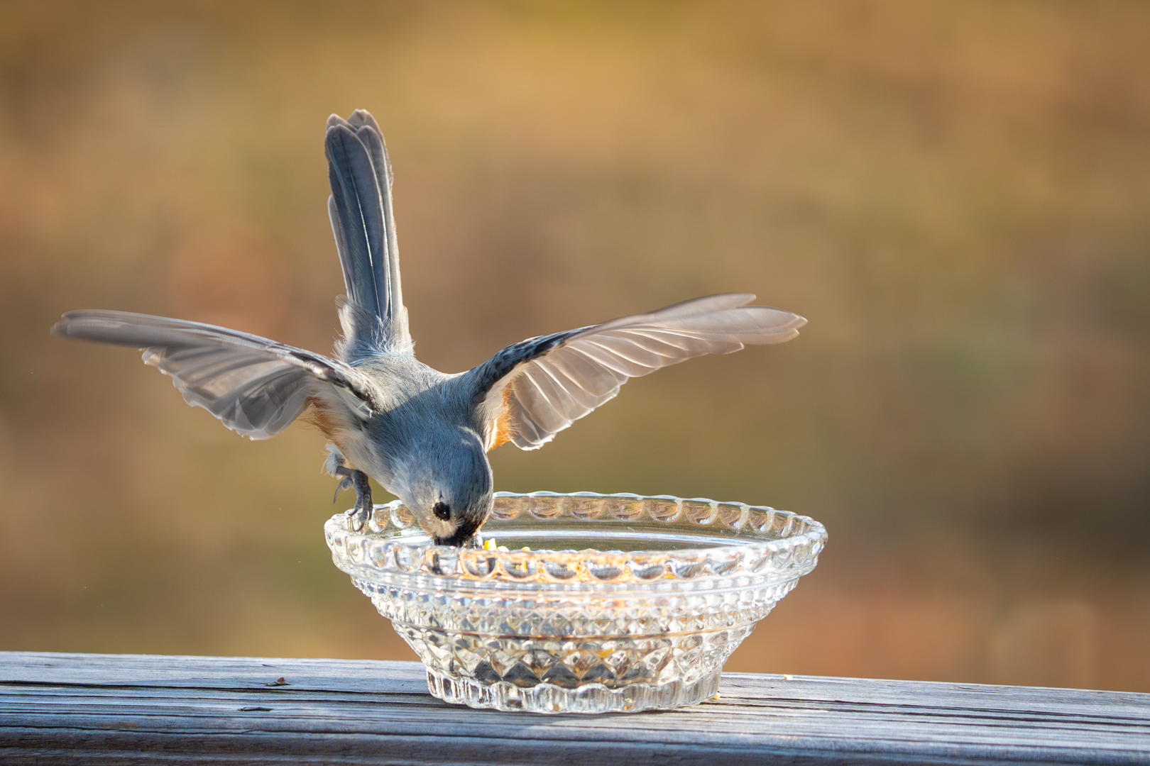 Tufted Titmouse