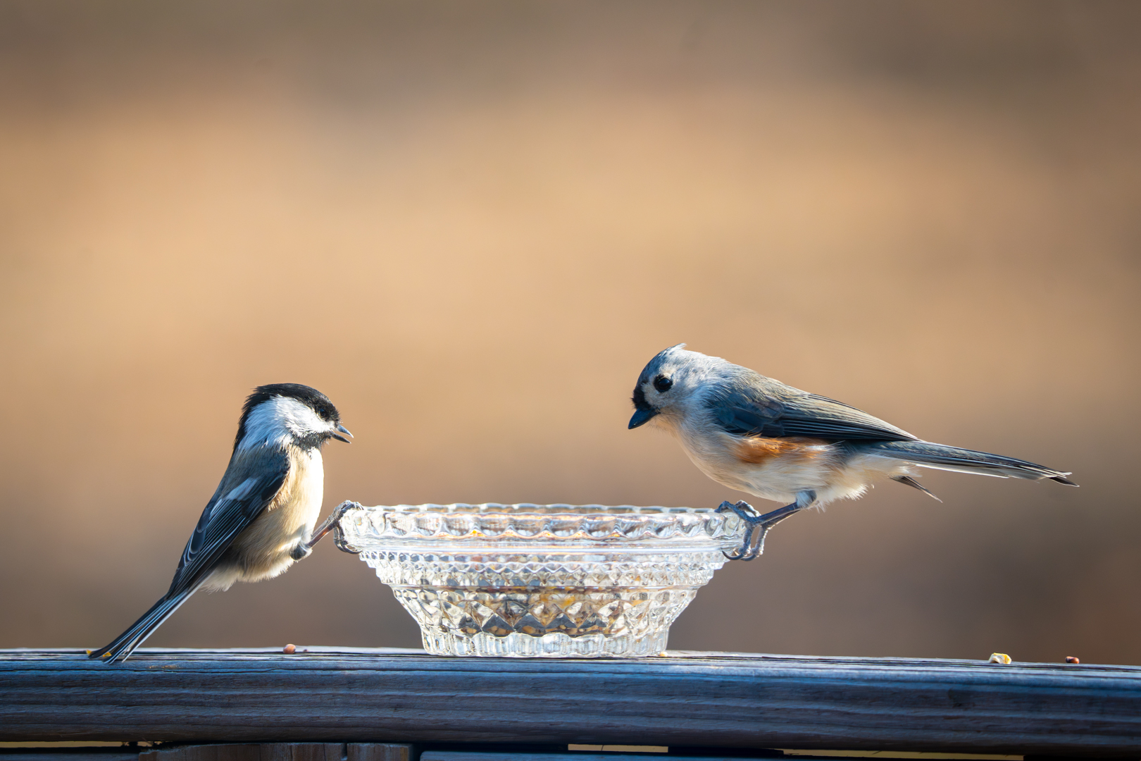 Black-capped chickadee & Tufted Titmouse