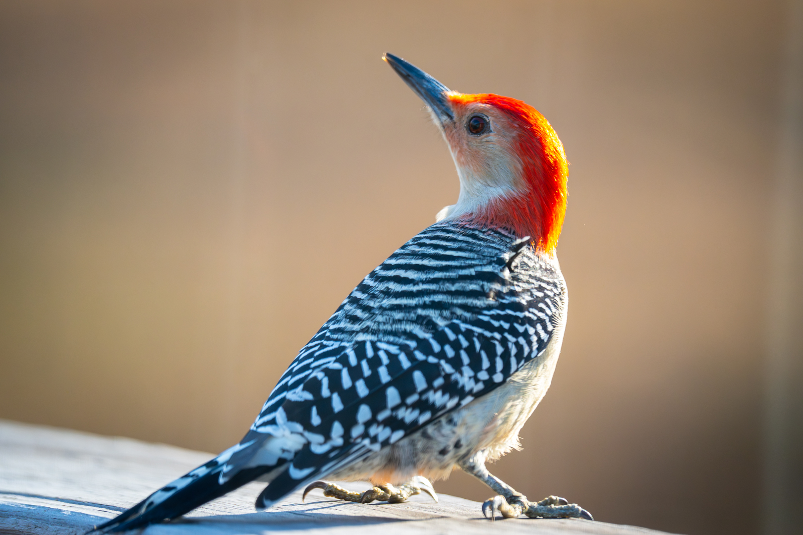 Red-bellied Woodpecker