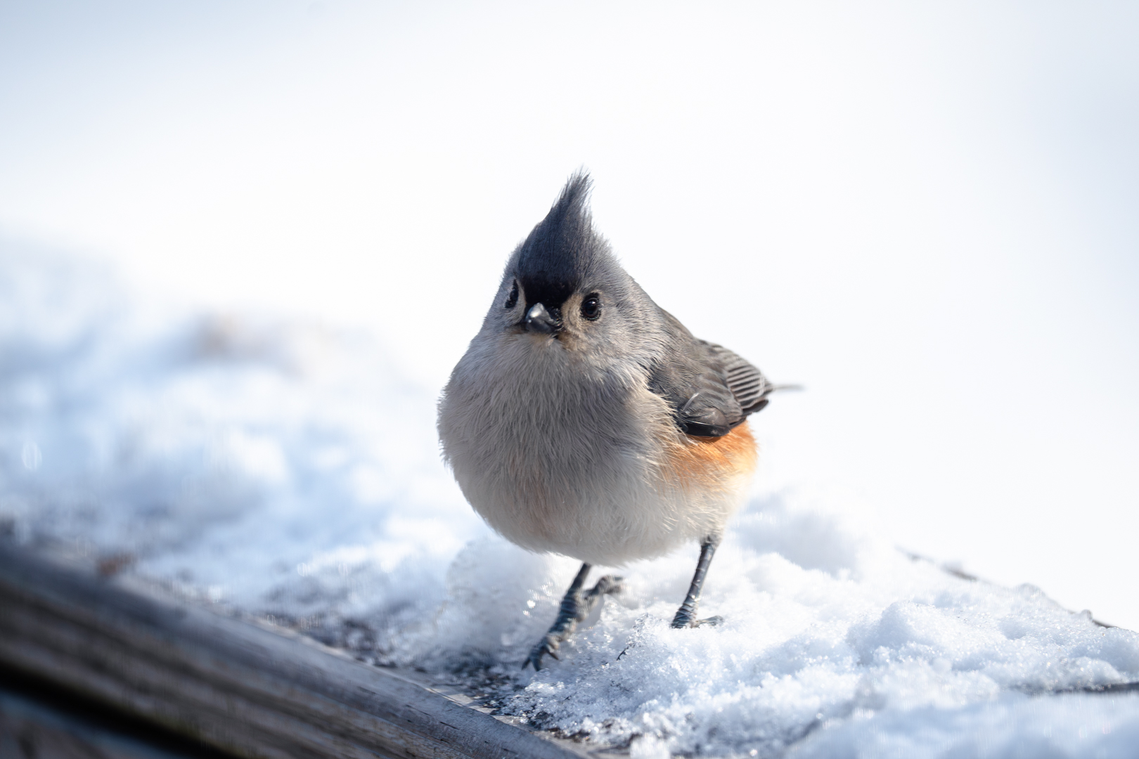 Tufted Titmouse