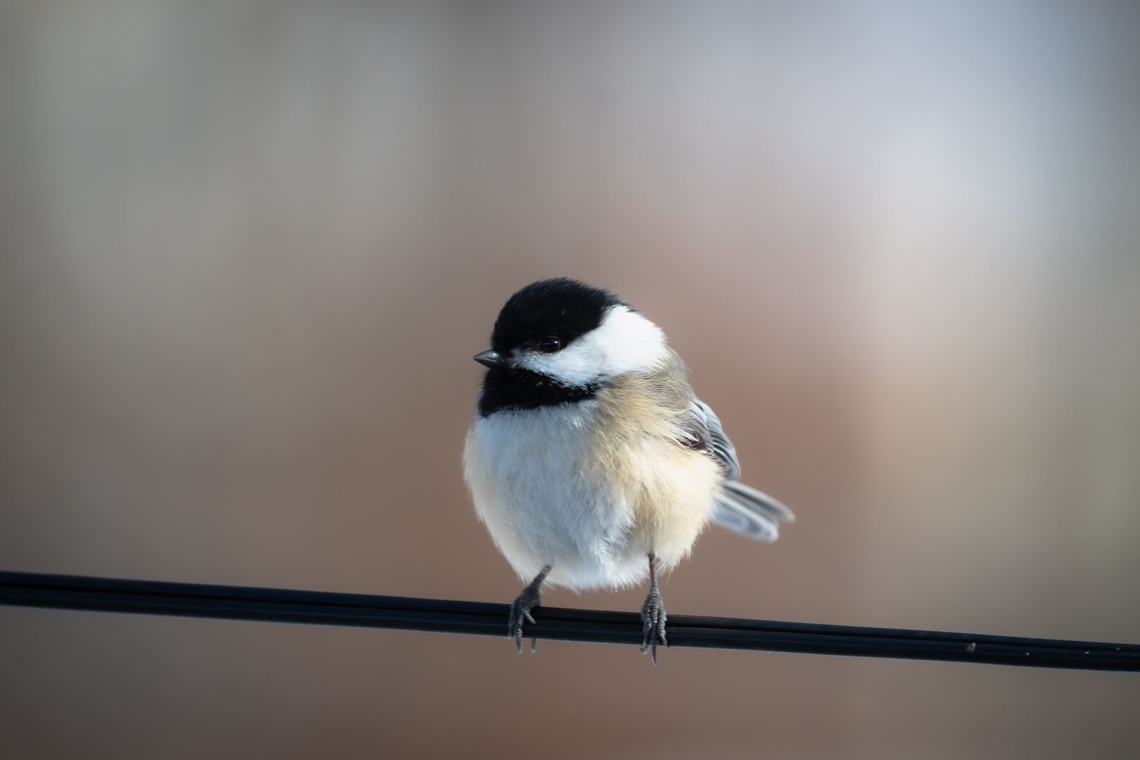 Black-Capped Chickadee