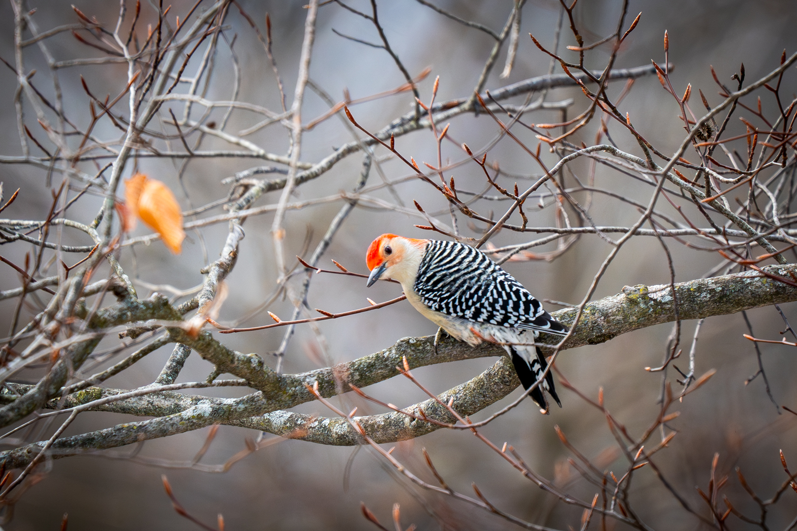 Red Bellied Woodpecker