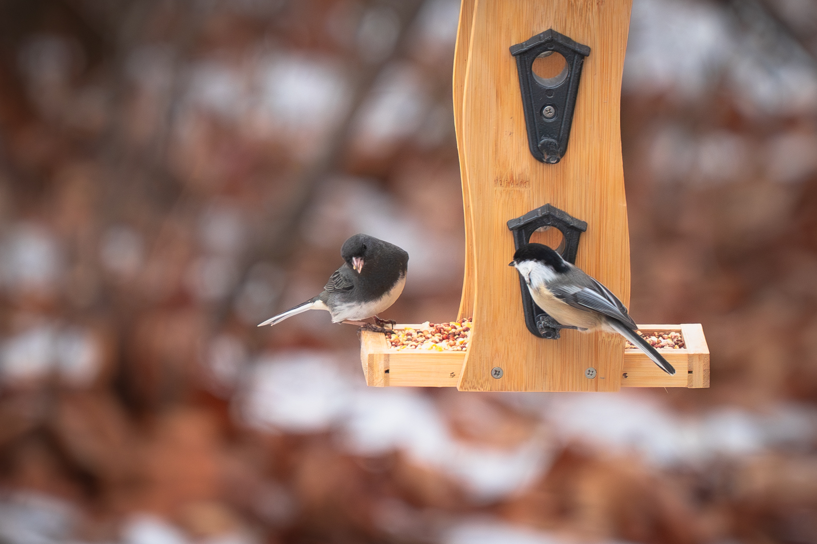 Dark Eyed Junco & Black-capped Chickadee