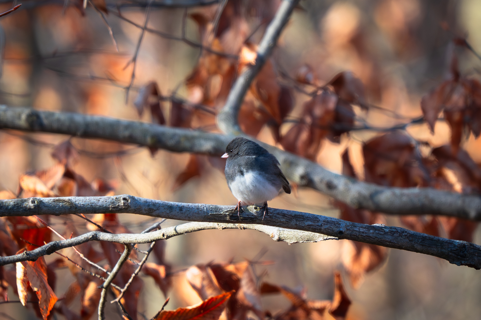 Dark eyed junco