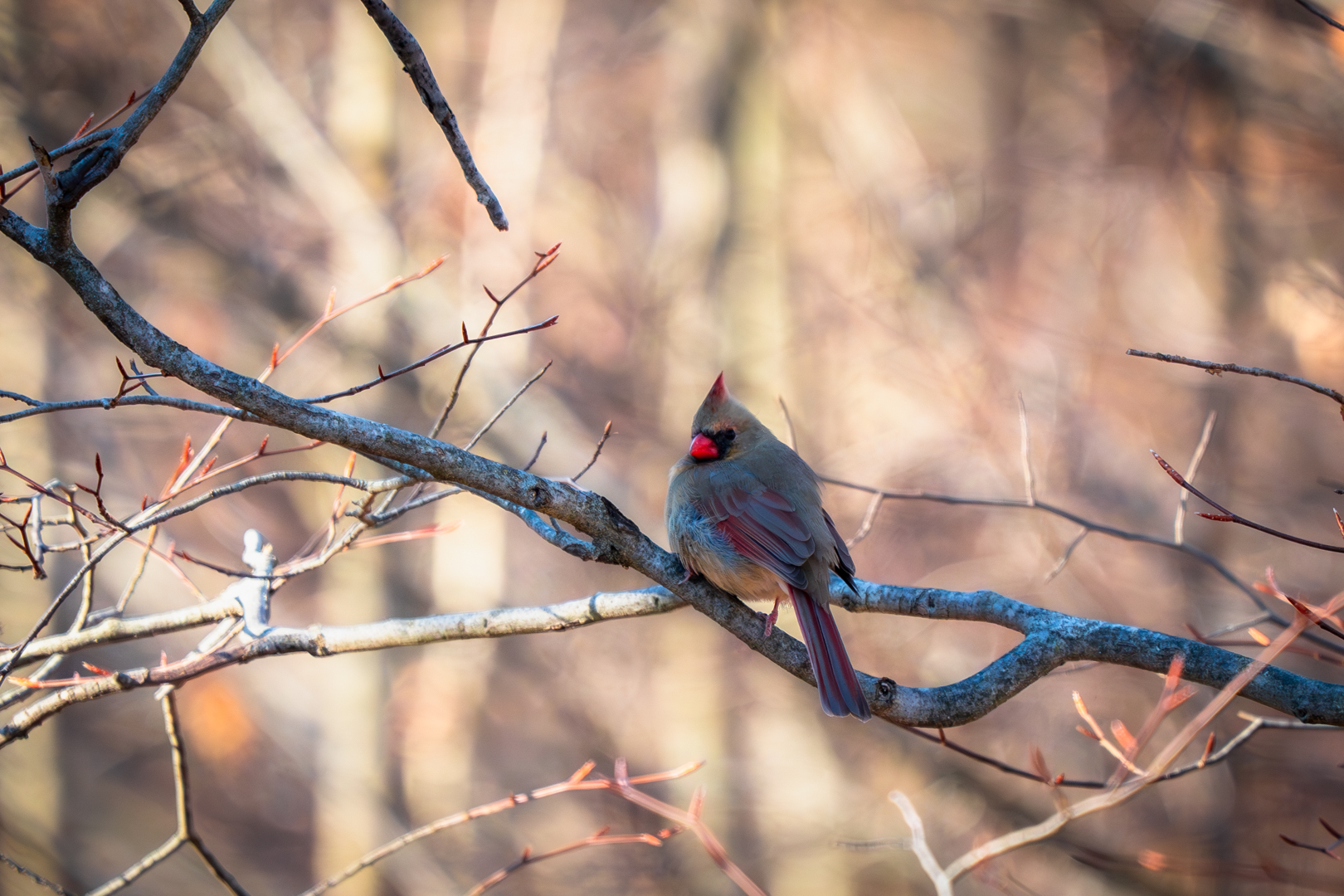 Northern Cardinal