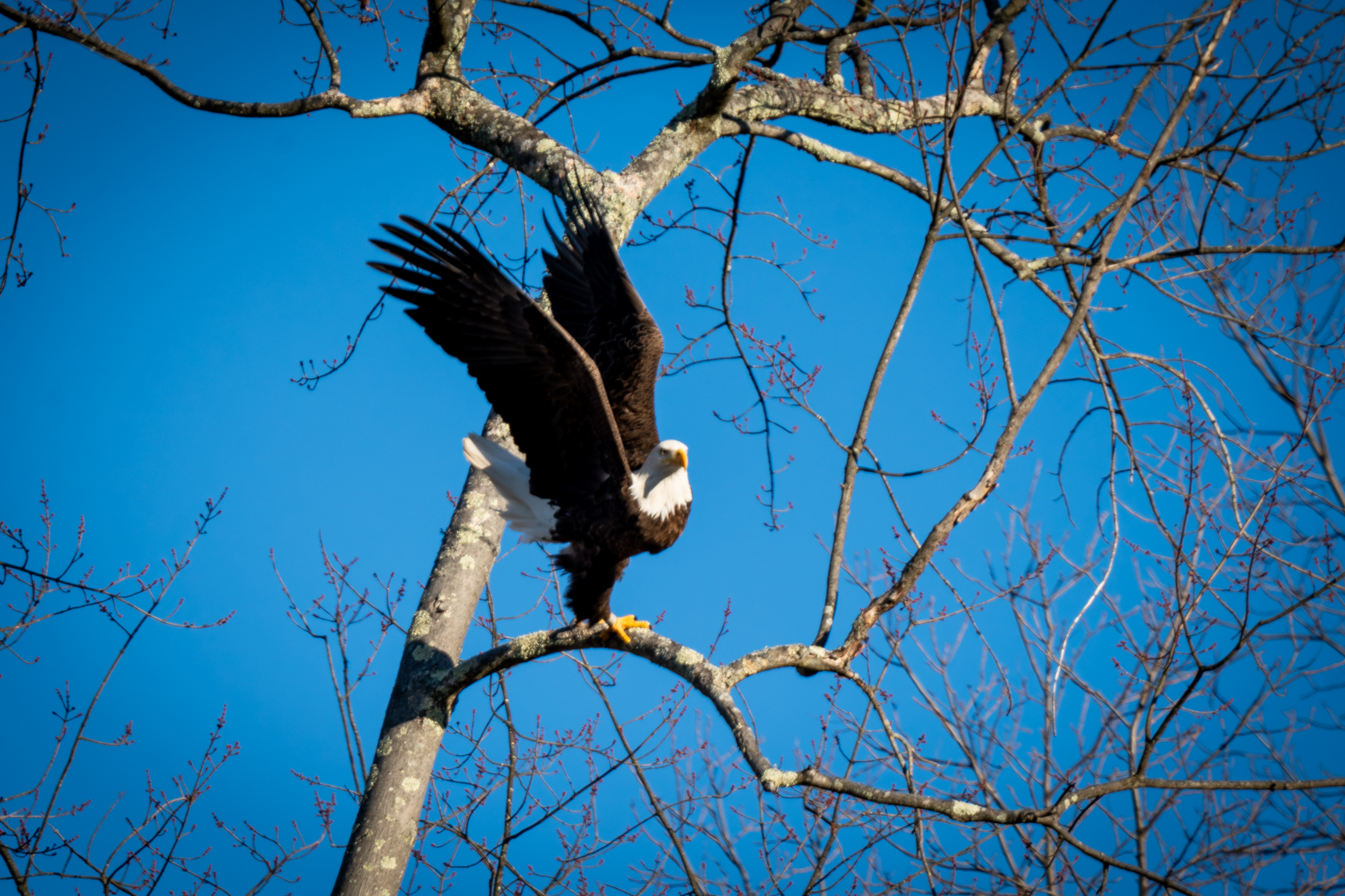 Bald Eagle