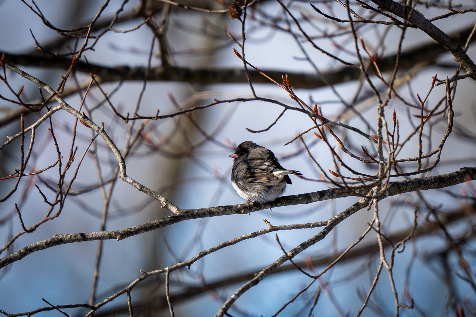 Dark eyed junco