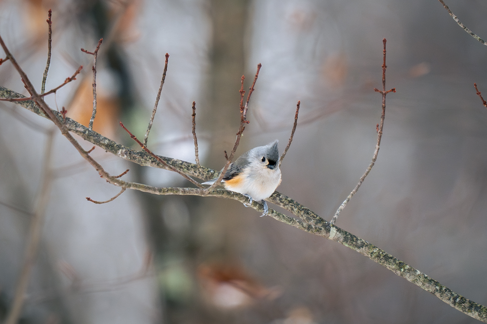 Tufted Titmouse