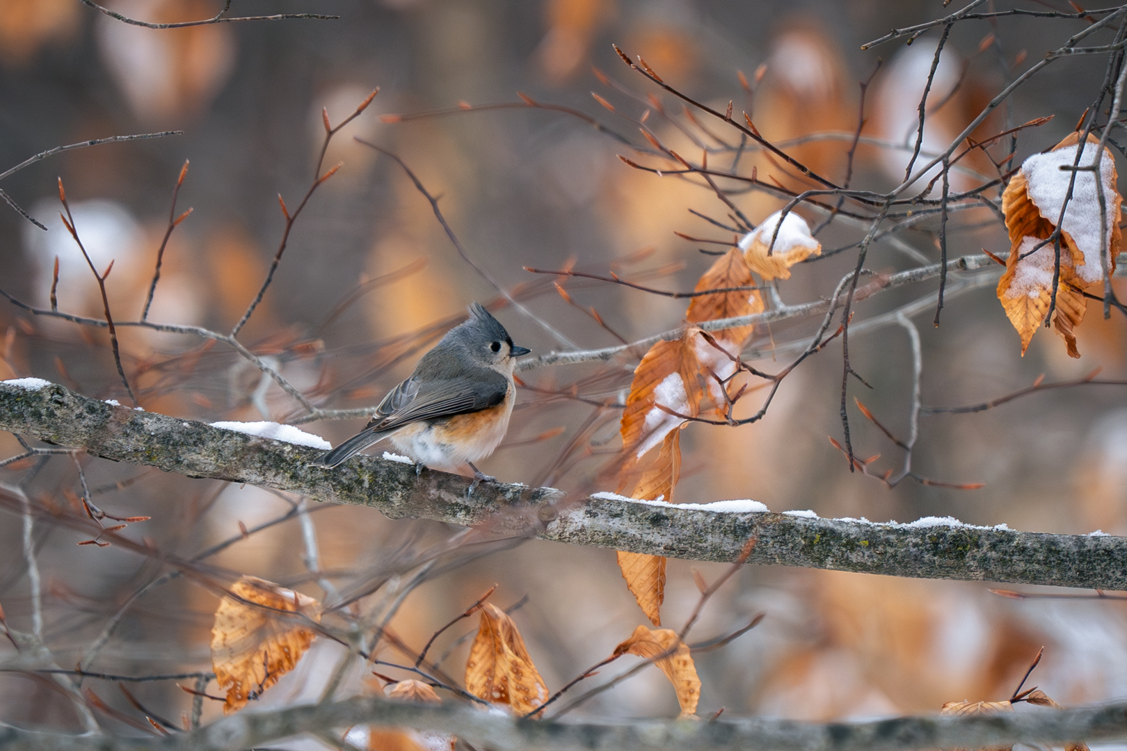 Tufted Titmouse