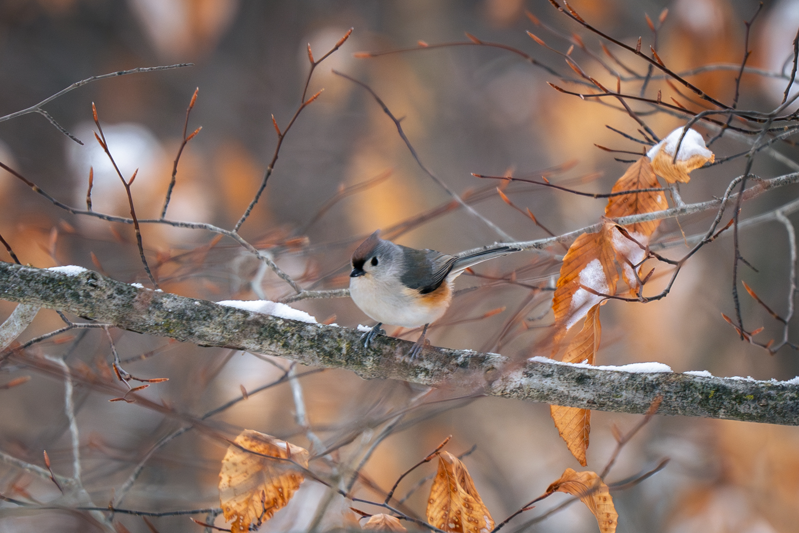 Tufted Titmouse