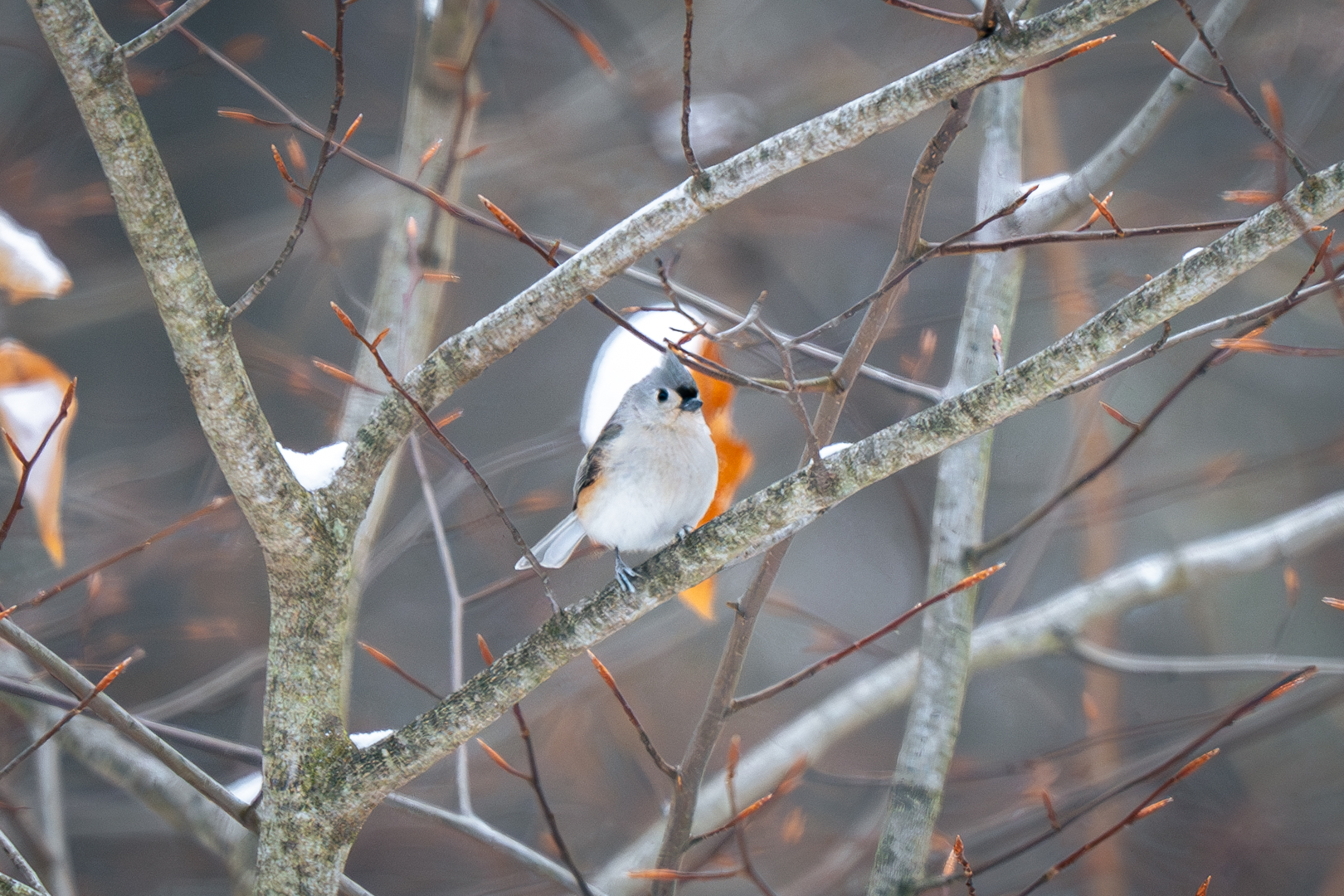 Tufted Titmouse