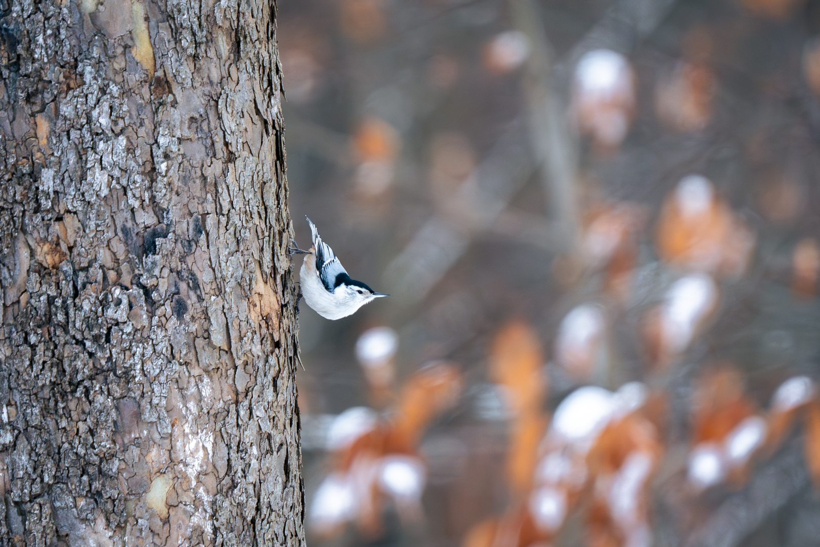 White-breasted Nuthatch