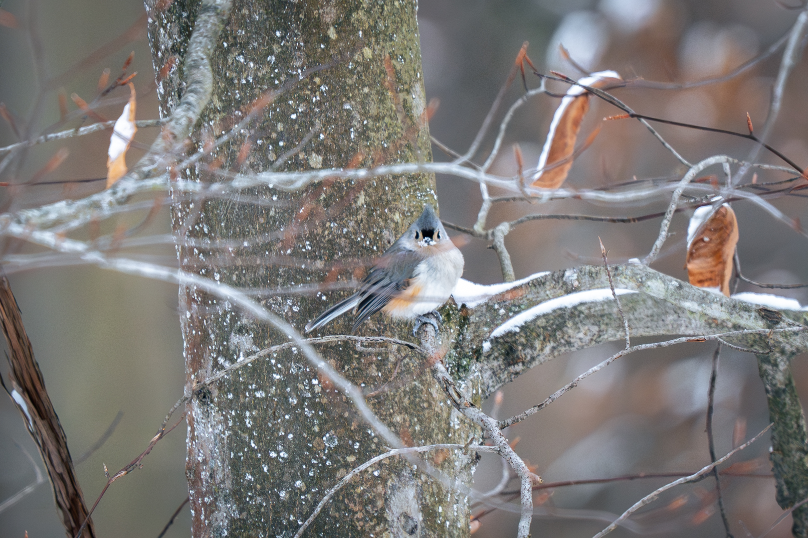 Tufted Titmouse