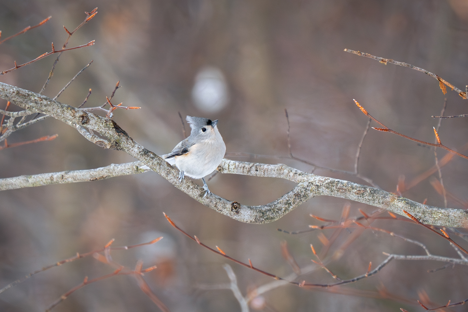 Tufted Titmouse