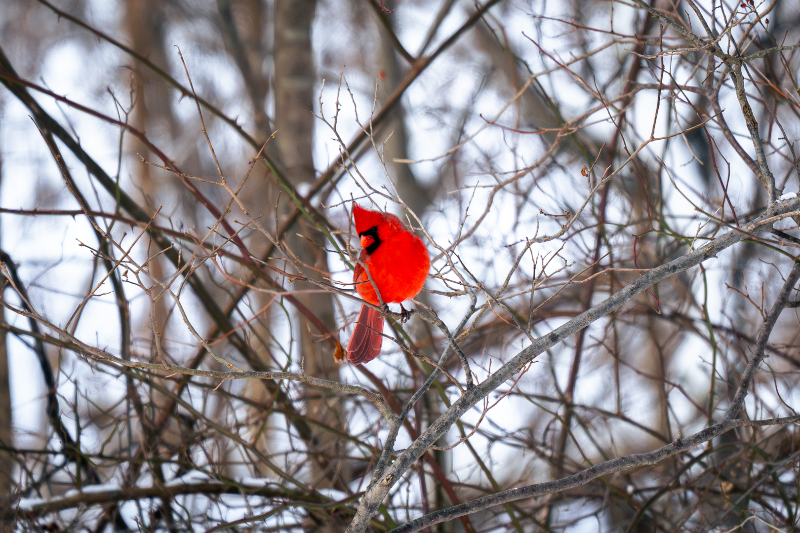 Northern Cardinal