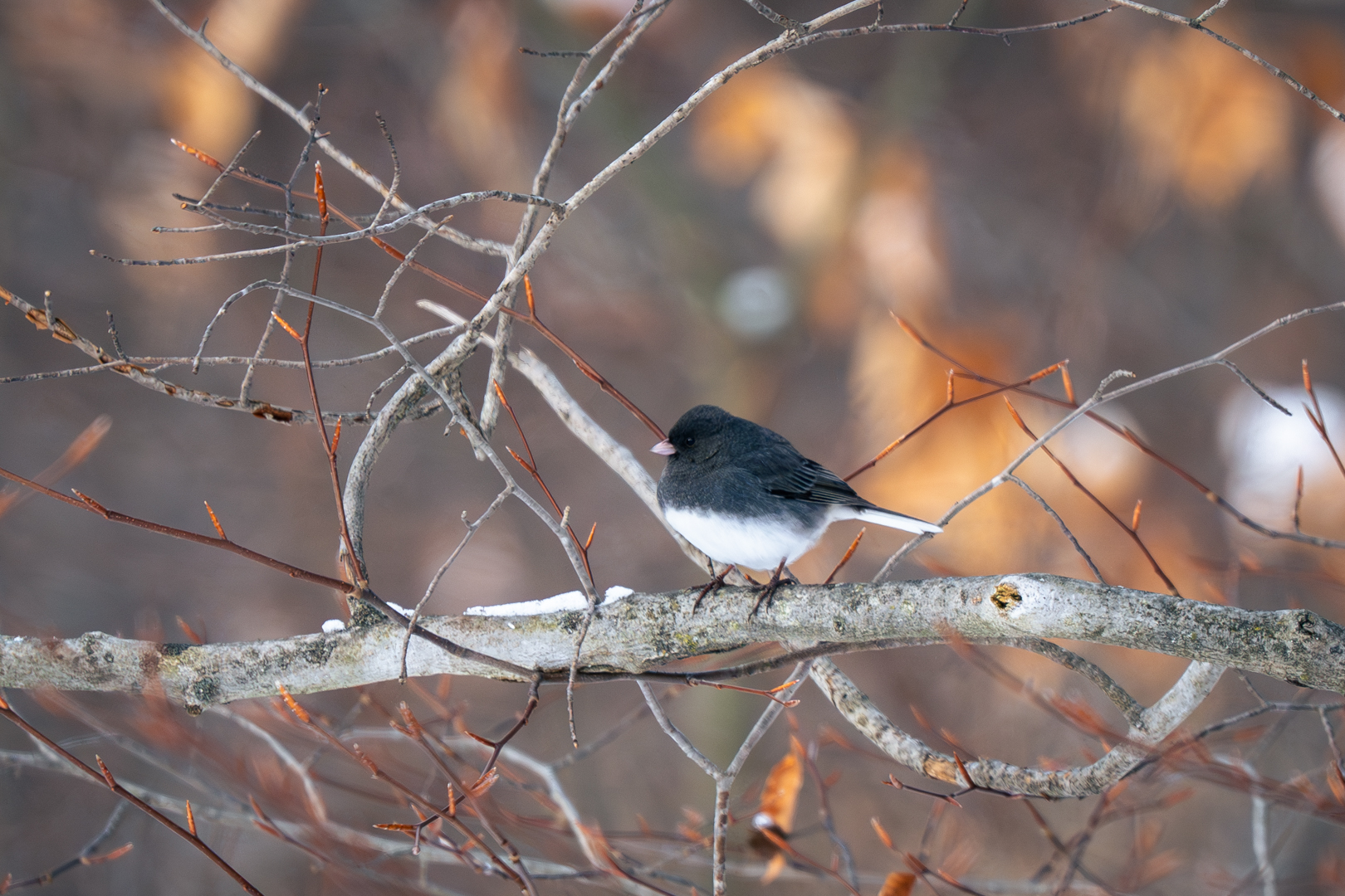 Dark eyed junco