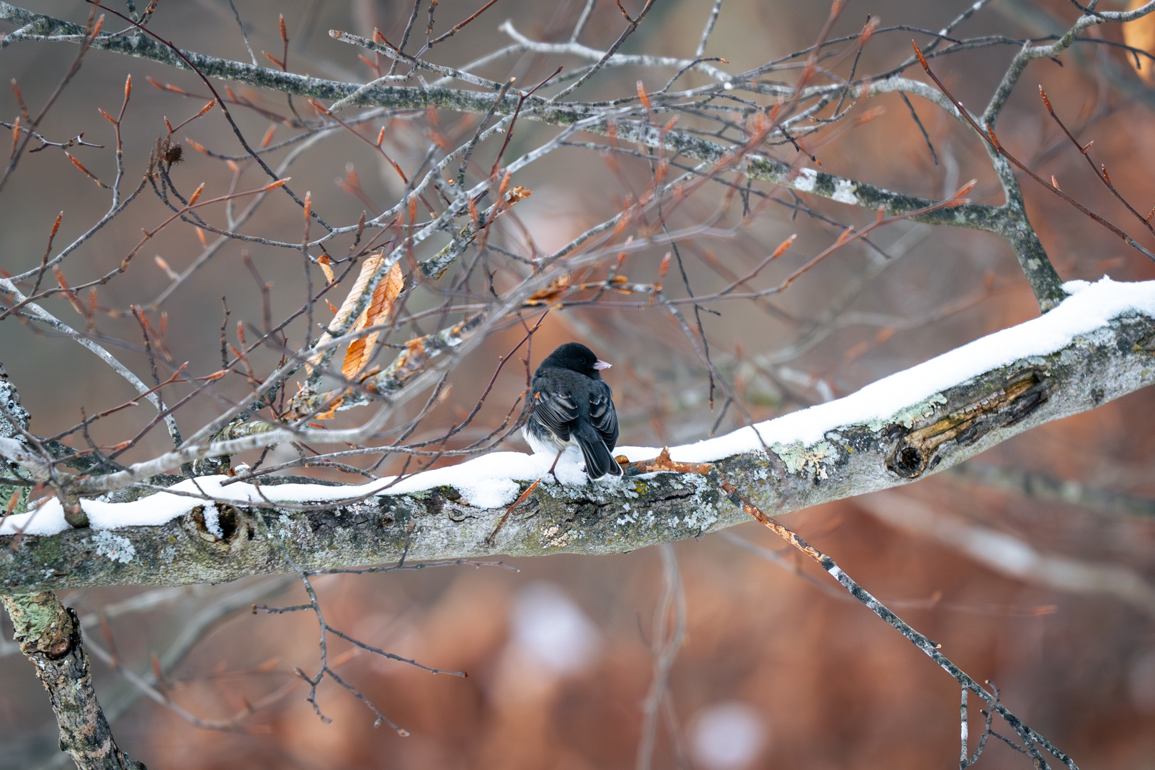 Dark eyed junco