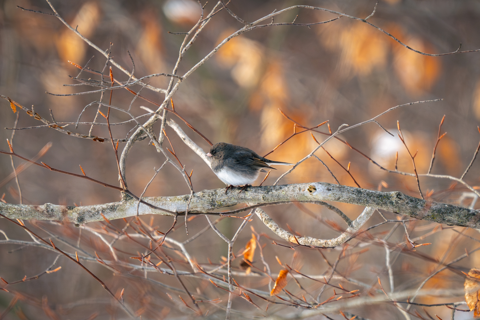 Dark eyed junco