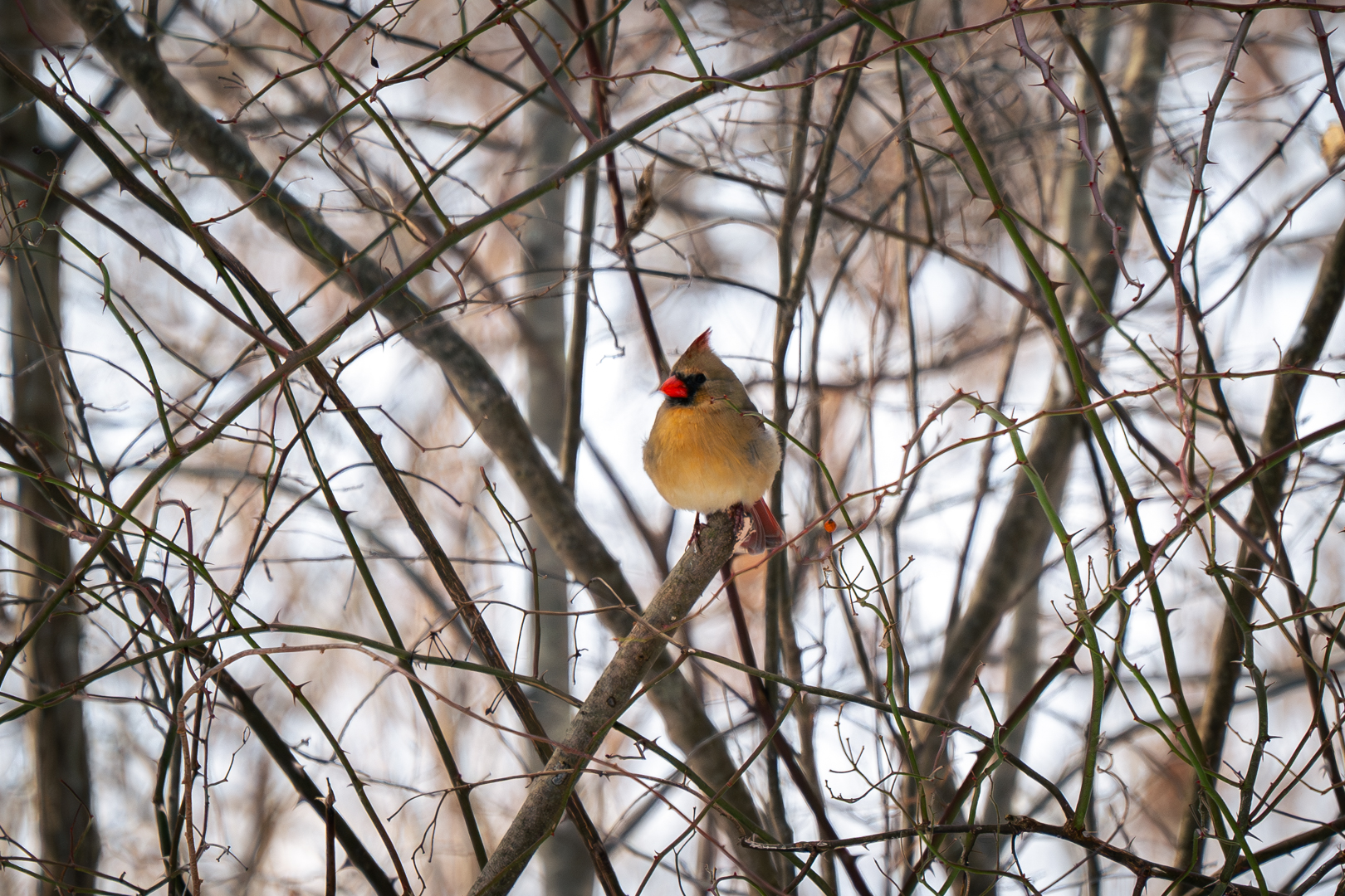 Northern Cardinal