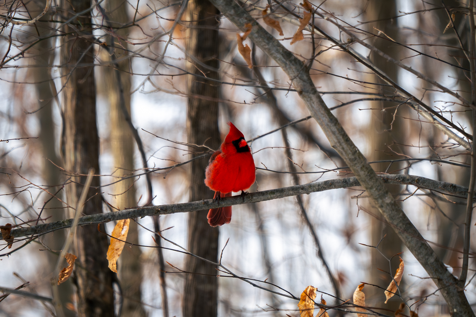 Northern Cardinal