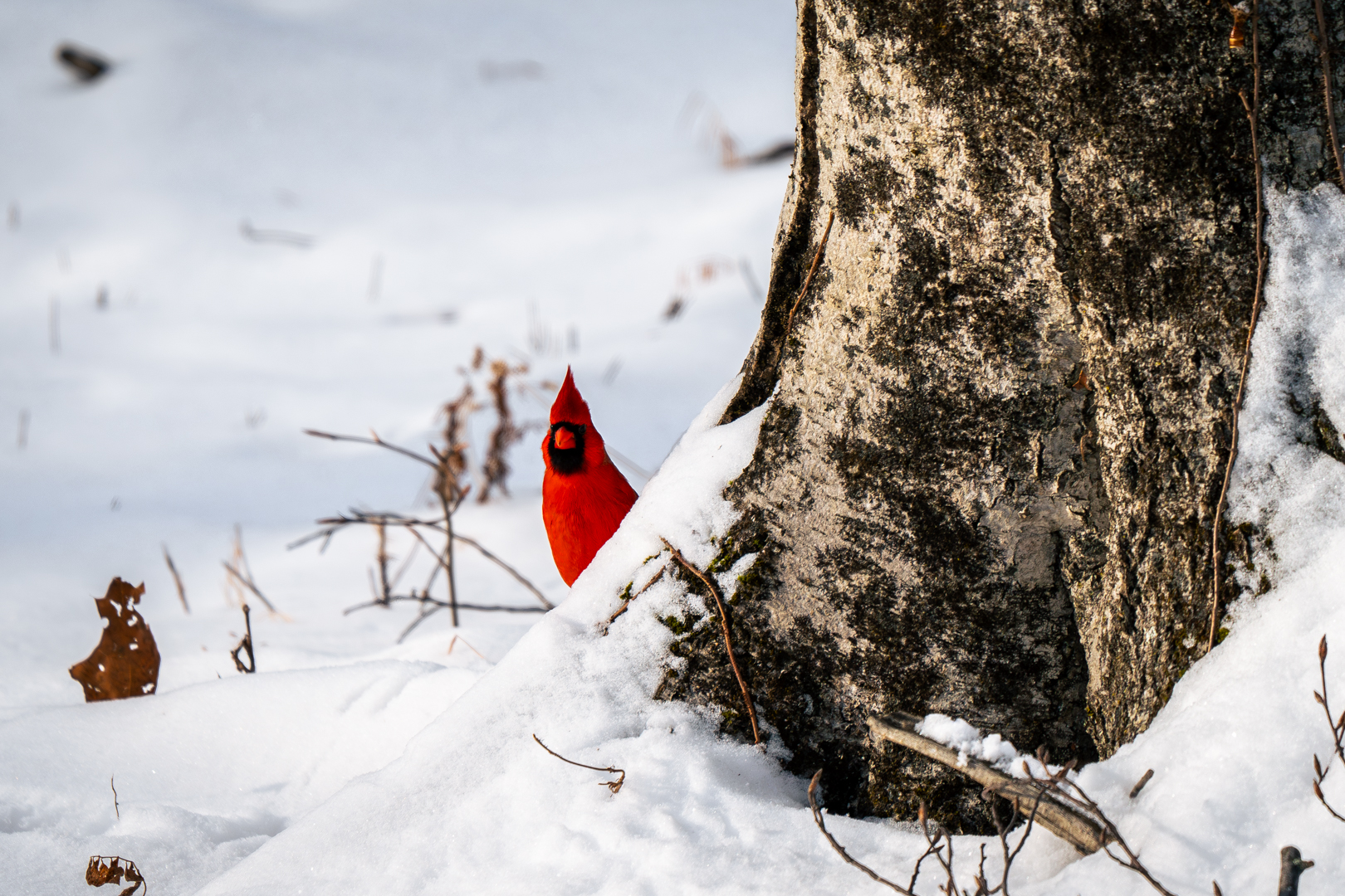 Northern Cardinal