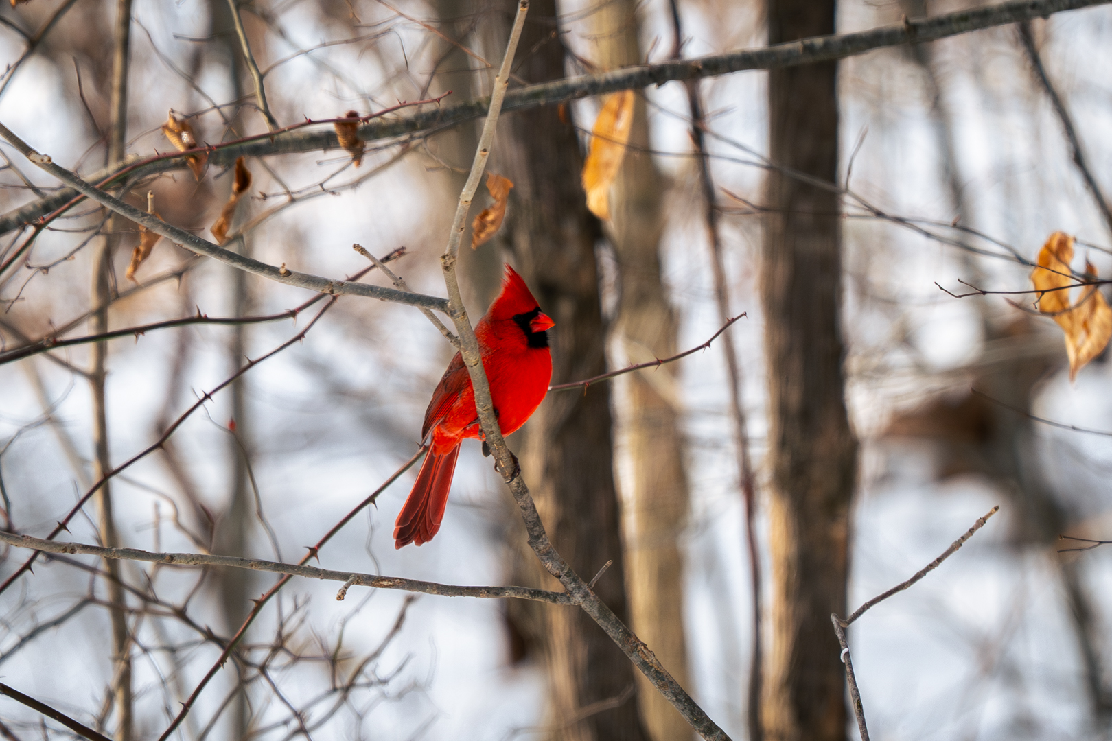 Northern Cardinal